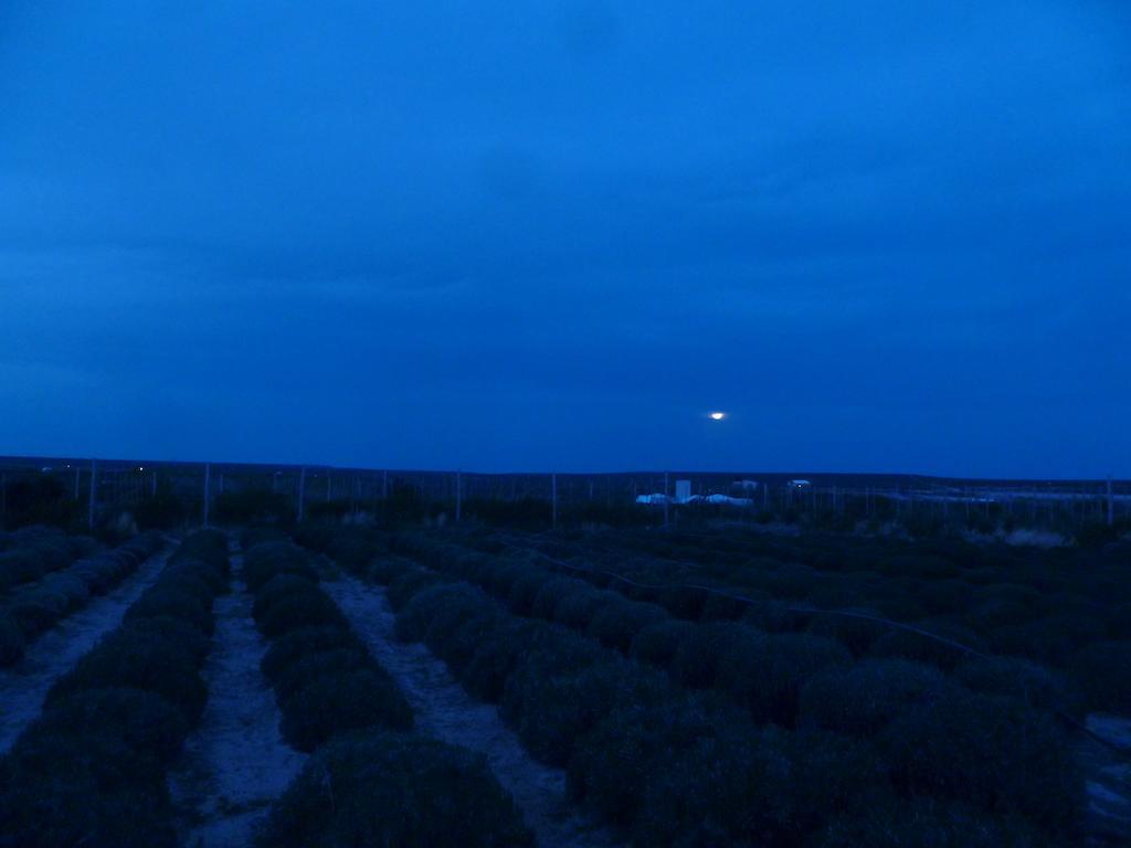 La Calandria Casa De Campo Villa Puerto Madryn Bagian luar foto